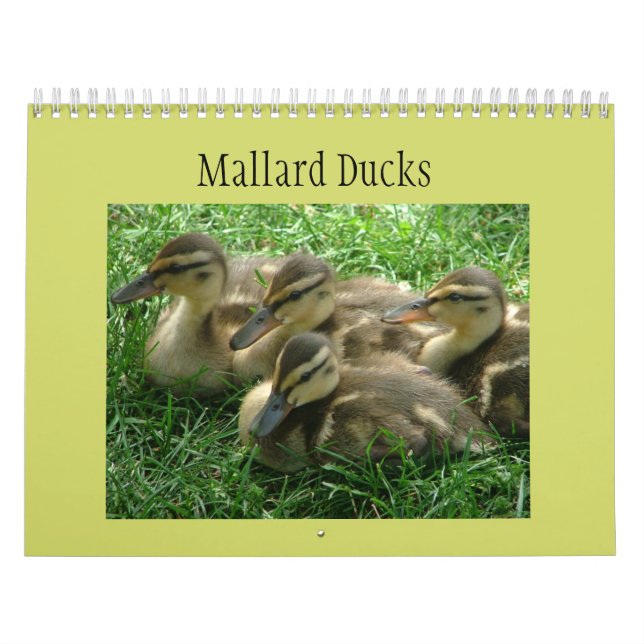 Mallard Ducklings Calendar (Cover)