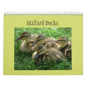 Mallard Ducklings Calendar