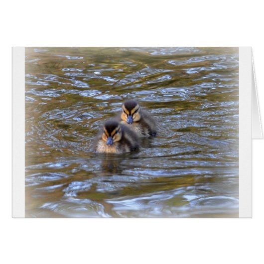 Mallard Ducklings Cards (Front Horizontal)