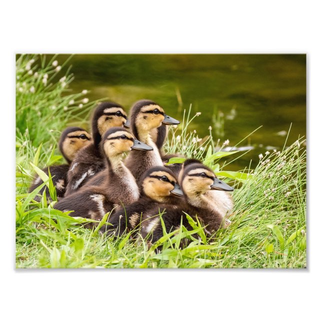 Mallard Ducklings Photo Print (Front)
