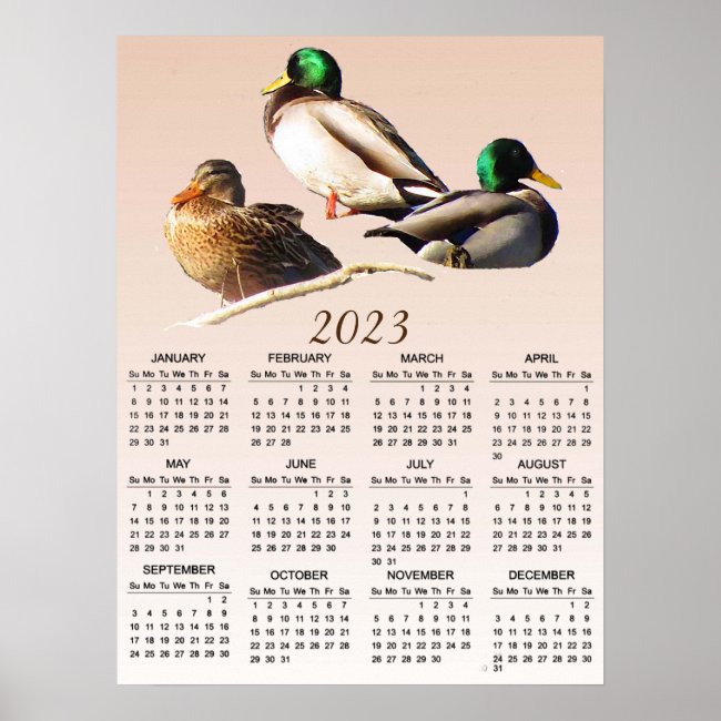 Mallard Ducks 2023 Animal Calendar Poster