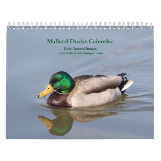 Mallard Ducks 2026 Wall Calendar – Nature Wildlife