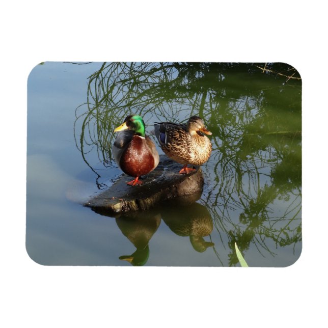 Mallard Ducks #2 Photo Magnet (Horizontal)