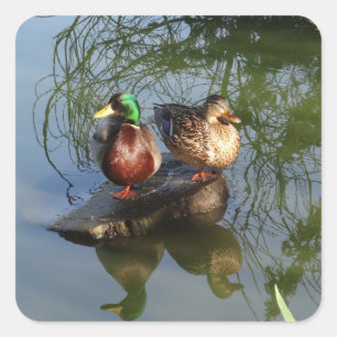 Mallard Ducks #2 Stickers