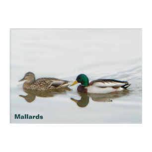 Mallard Ducks Acrylic Print