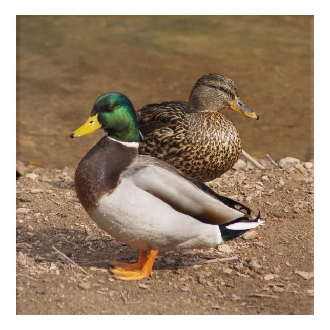 Mallard Ducks  Acrylic Print (Front)