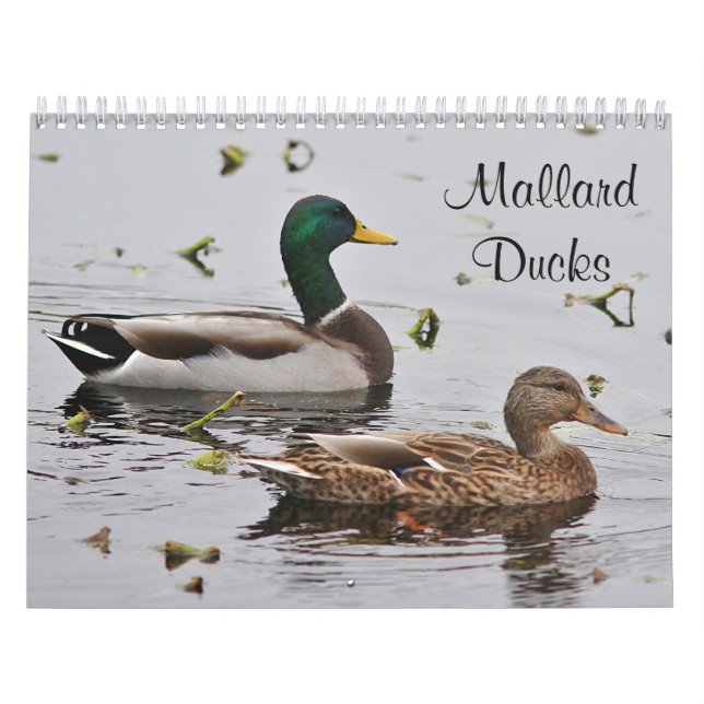 Mallard ducks calendar (Cover)