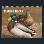 Mallard Ducks Calendar<br><div class="desc">Nature calendar with full color photographs of Mallard Ducks. Unique gift idea! Great for sportsmen, hunters, nature lovers! Detailed close-ups of Mallard Ducks.</div>