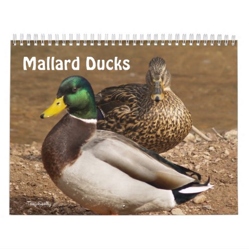 Mallard Ducks Calendar