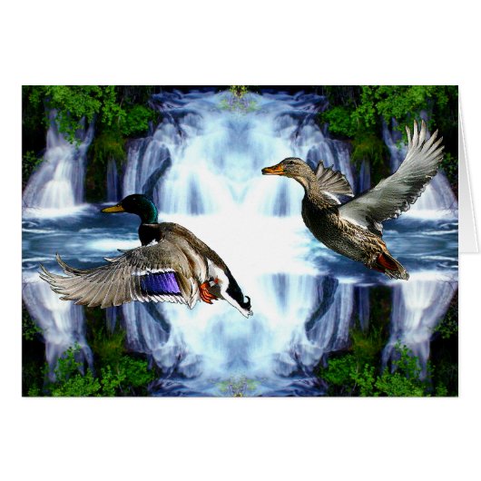 Mallard ducks cards (Front Horizontal)