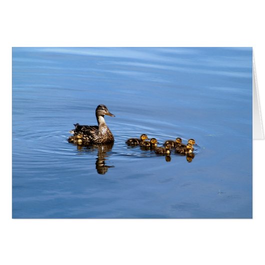 Mallard ducks cards (Front Horizontal)