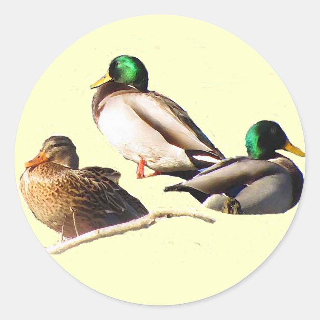 Mallard Ducks Classic Round Sticker (Front)
