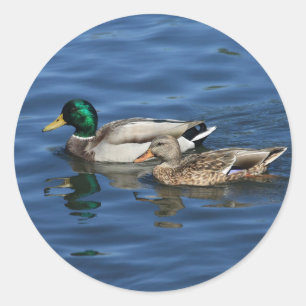 Mallard Ducks Classic Round Sticker