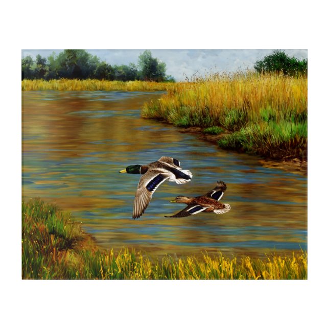 Mallard Ducks Flying Over Pond Acrylic Print (Front)