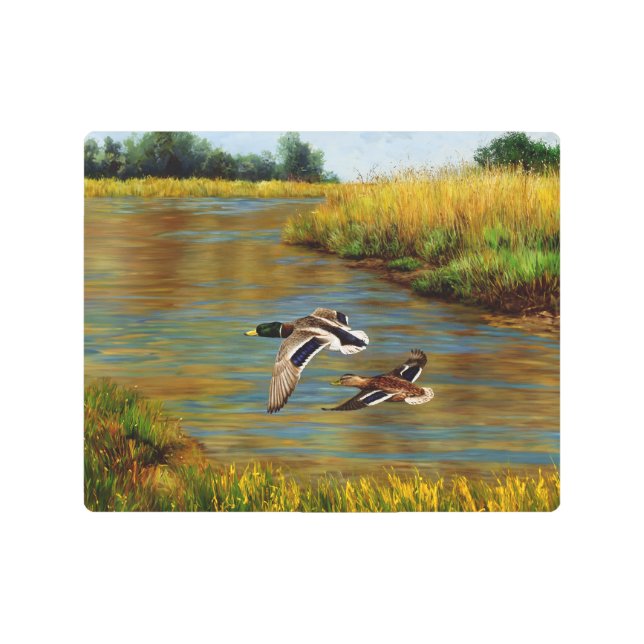 Mallard Ducks Flying Over Pond Metal Print (Front)