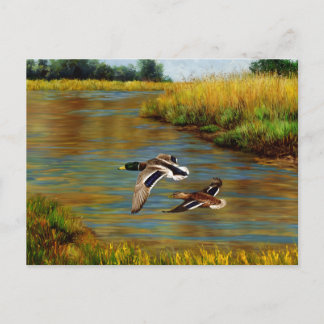 Mallard Ducks Flying Over Pond Postcard