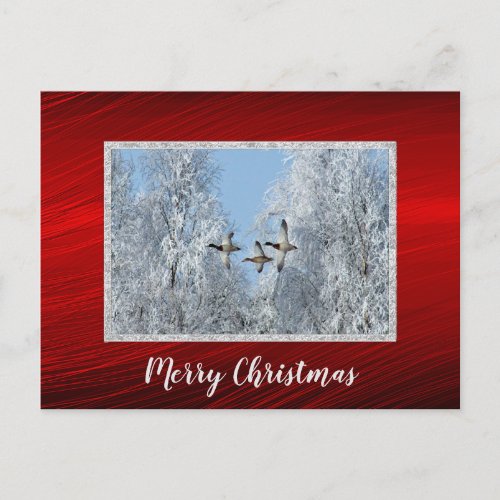 Mallard Ducks Flying Snow Photo Christmas Postcard