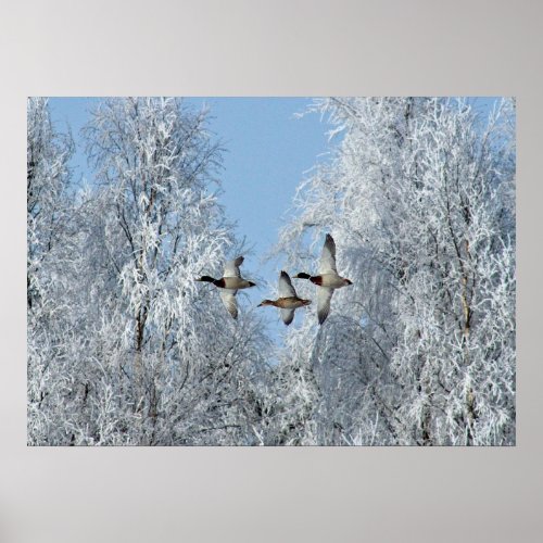 Mallard Ducks Flying Snow Photo Poster