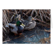 Mallard Ducks -Frameable Art Cards (Front Horizontal)
