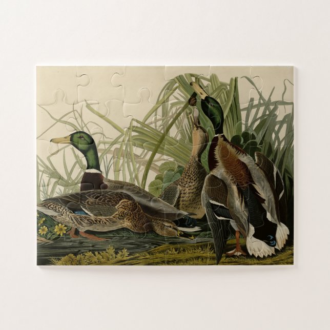 Mallard Ducks from Audubon's Birds of America Jigsaw Puzzle (Horizontal)