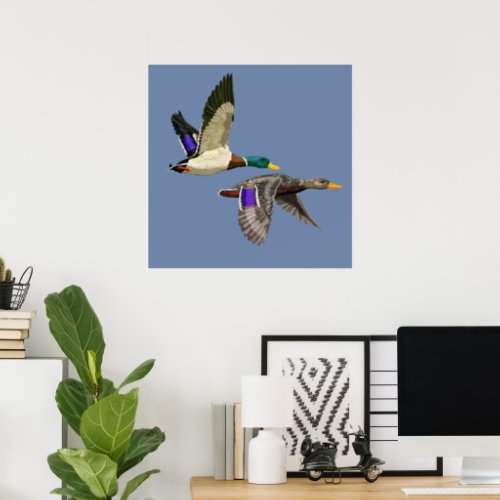 Mallard ducks in flight  poster