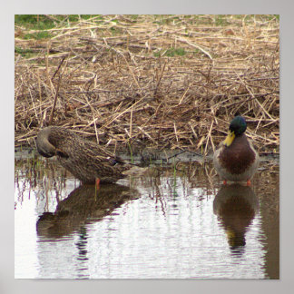 Mallard Ducks in Water Poster