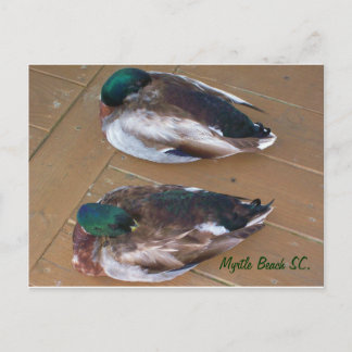 Mallard Ducks laying on the dock Postcard
