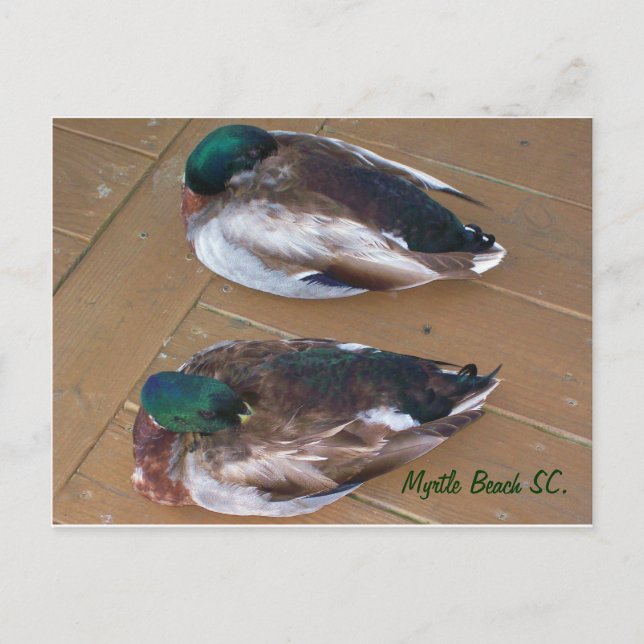 Mallard Ducks laying on the dock Postcard (Front)