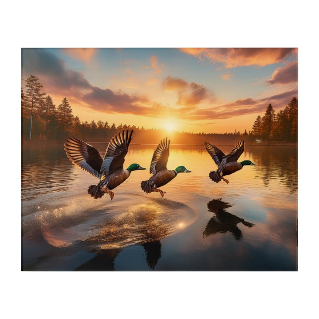 Mallard Ducks Lift Off At Daylight Acrylic Print (Front)
