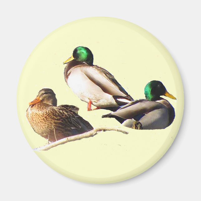Mallard Ducks Magnet (Front)
