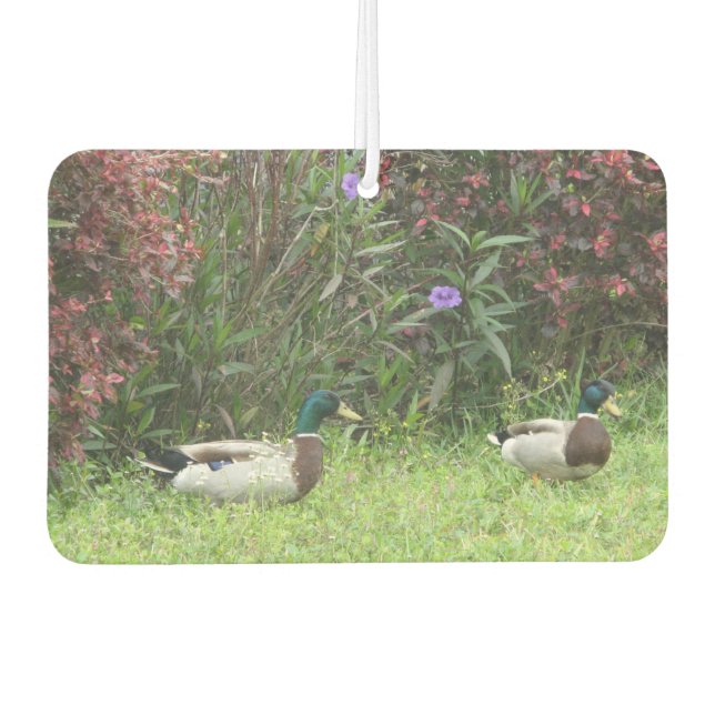 Mallard Ducks Male Air Freshener (Front)