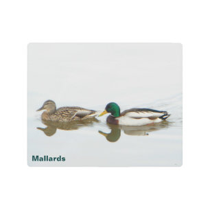 Mallard Ducks Metal Print