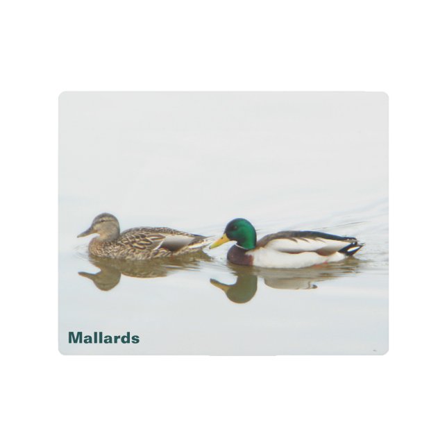Mallard Ducks Metal Print (Front)