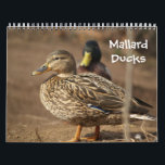 Mallard Ducks Nature Calendar<br><div class="desc">Mallard Ducks Nature Calendar of full color photos of Mallard Ducks in their natural habitat. Great gift for dad,  grandfather,  hunters,  sportsmen and anyone who loves Mallard Ducks.</div>