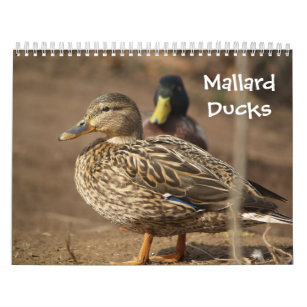 Mallard Ducks Nature Calendar