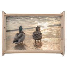 Mallard Ducks on Beach
