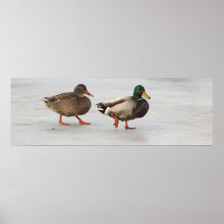 Mallard Ducks on Ice Poster
