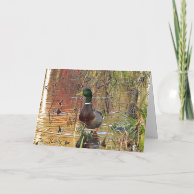 Mallard ducks on the pond card (Front)