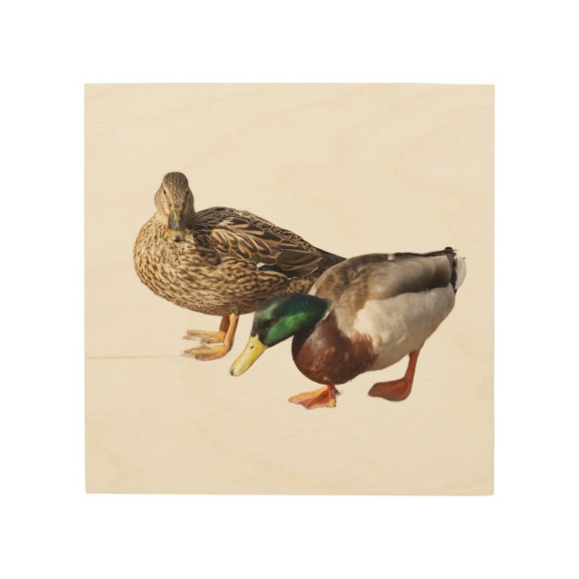 Mallard Ducks Pair Wood Wall Art (Front)