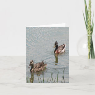 Mallard Ducks Photo Folded Note Card