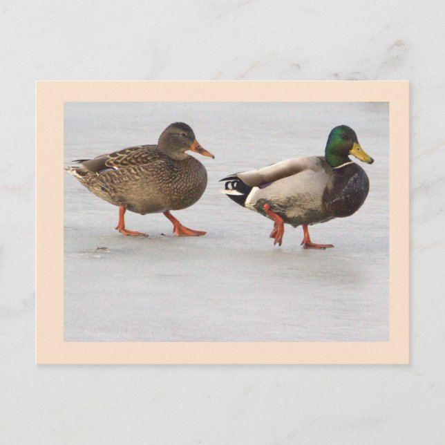 Mallard Ducks Photo Postcard (Front)