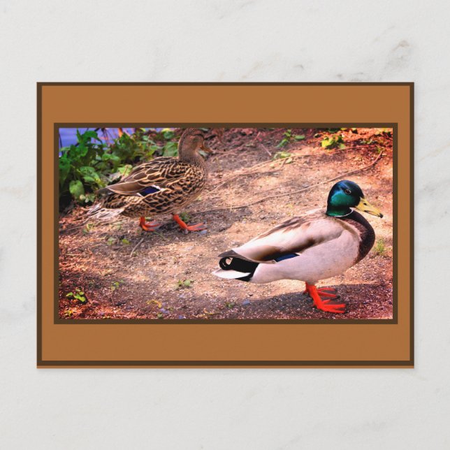 Mallard Ducks Photo Postcard (Front)