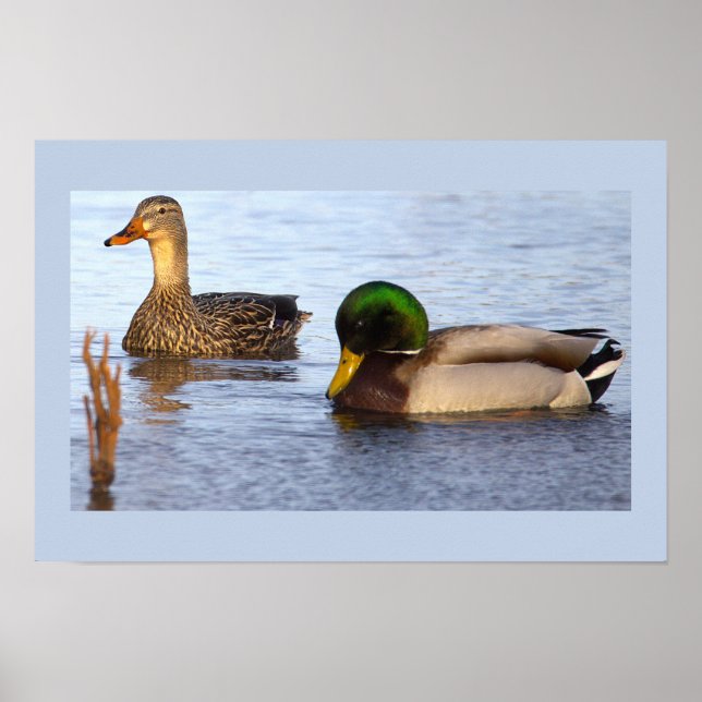 Mallard Ducks Photo Poster (Front)
