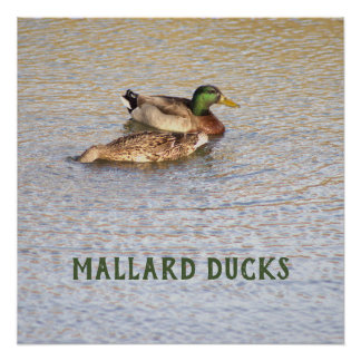 Mallard Ducks Photo Poster