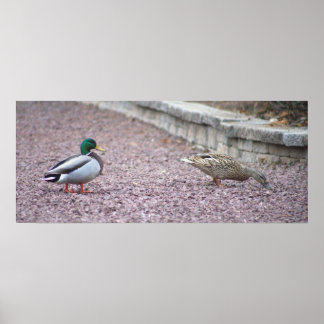 Mallard Ducks Photo Poster