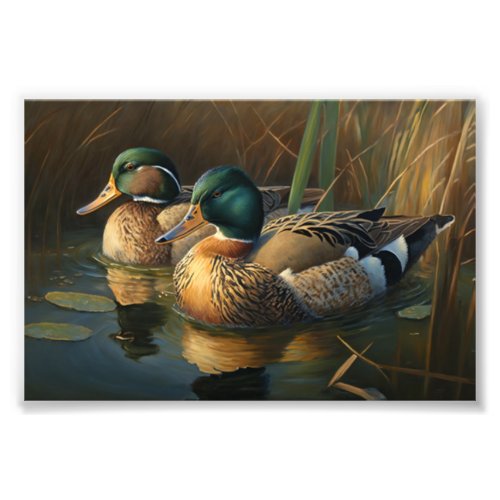 Mallard Ducks Photo Print