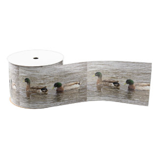 Mallard Ducks Photo Ribbon