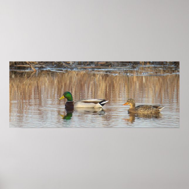 Mallard Ducks Poster (Front)