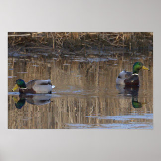 Mallard Ducks Poster
