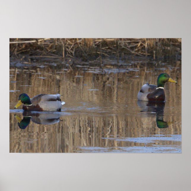 Mallard Ducks Poster (Front)